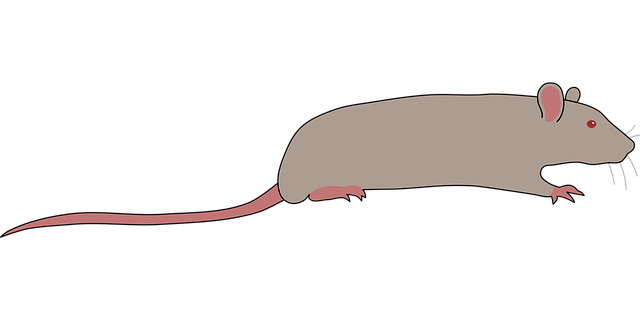 น – หนู rat / mouse